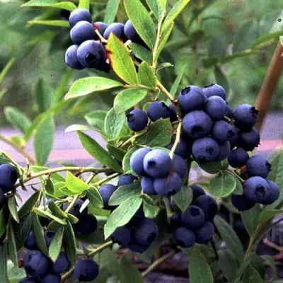 Голубика ДЖЕРСИ в Полоцке