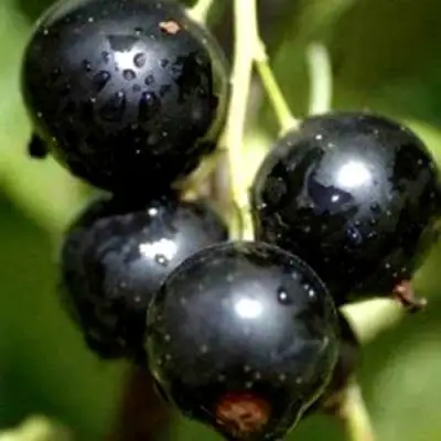 Смородина чёрная ВИНОГРАДНАЯ в Полоцке