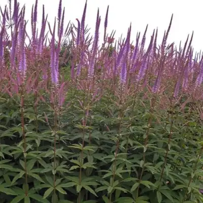 Вероникаструм ФАСЦИНЕЙШН в Полоцке