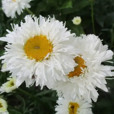 Нивяник КРЕЙЗИ ДЕЙЗИ наибольший в Полоцке