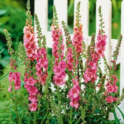 Коровяк ПИНК ДОМИНО гибридный (вербаскум) в Полоцке