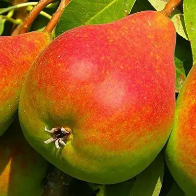 Груша ГЕРА в Полоцке