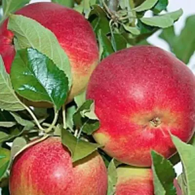 Яблоня СЕНАТОР колонновидная в Полоцке