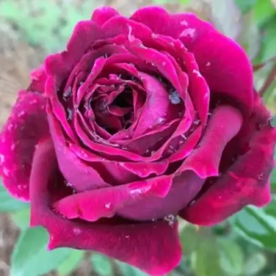 Роза РОЯЛ ПАЛАС японская в Полоцке