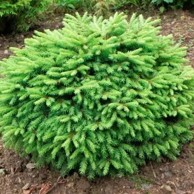 Ель НИДИФОРМИС обыкновенная в Полоцке