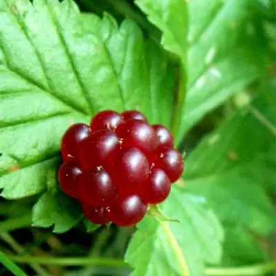 Княженика ЭЛПЕ в Полоцке