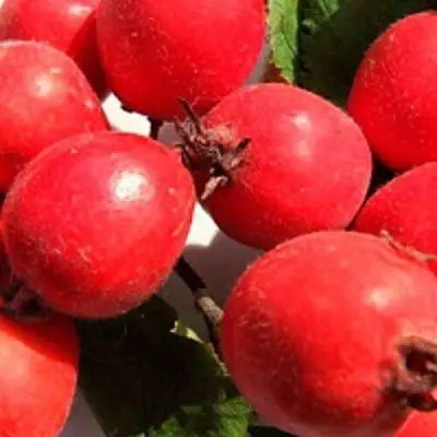 Боярышник КРУПНОПЛОДНЫЙ в Полоцке