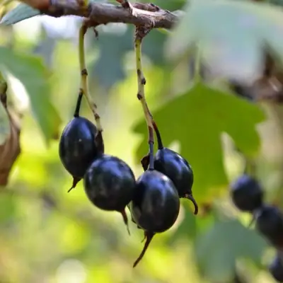 Смородина золотистая ДУСТЛИК в Полоцке