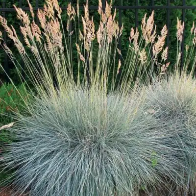 Овсянница ЭЛАЙДЖА БЛЮ в Полоцке