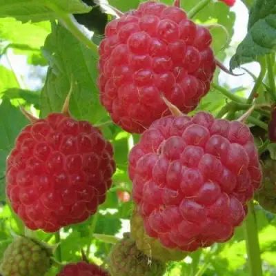 Малина НОВОСТЬ КУЗЬМИНА в Полоцке