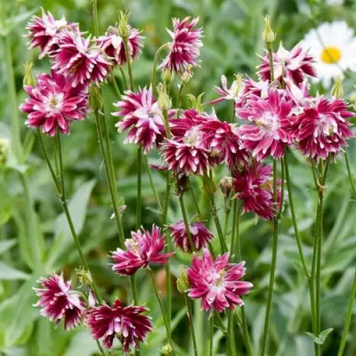 Аквилегия БАРЛОУ НОРА гибрид МакКаны в Полоцке