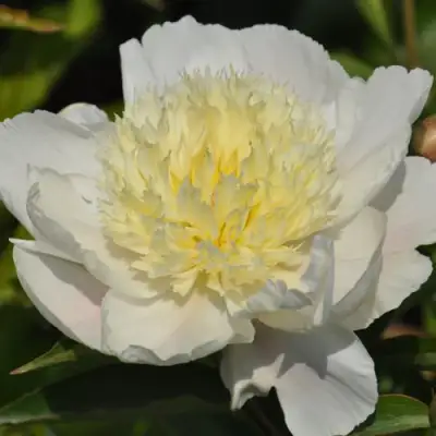 Пион ЗОЛОТАЯ ШПИЛЬКА травянистый в Полоцке