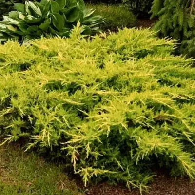 Можжевельник МОРДИГАН ГОЛД средний в Полоцке