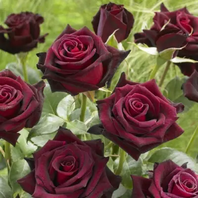 Роза БЛЭК БАККАРА чайно-гибридная в Полоцке