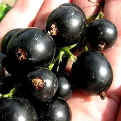 Смородина чёрная ЧЕРЕШНЁВАЯ в Полоцке