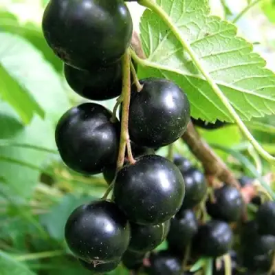 Смородина черная ЧЕРНООКАЯ в Полоцке