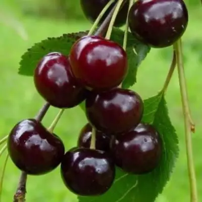 Вишня ЛАСУХА в Полоцке