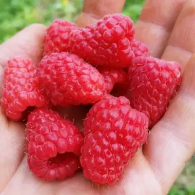 Малина ТУЛАМИН в Полоцке