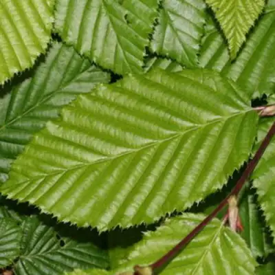 Граб японский в Полоцке