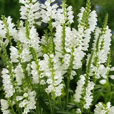 Физостегия АЛЬБА виргинская в Полоцке