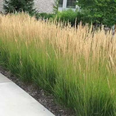 Вейник КАРЛ ФОРСТЕР остроцветковый в Полоцке