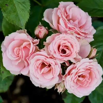 Роза КЛАССИК ЛИДИЯ спрей в Полоцке