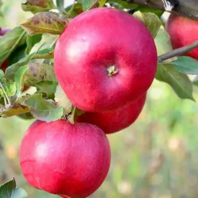 Яблоня АЙДАРЕД в Полоцке