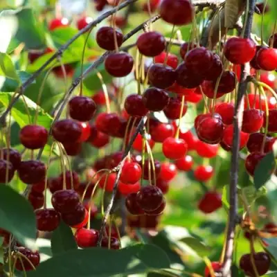 Вишня БРУСНИЦЫНА степная в Полоцке