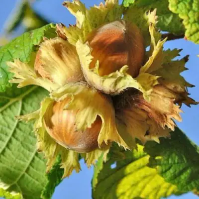 Фундук ТОНДА РОМАНА в Полоцке