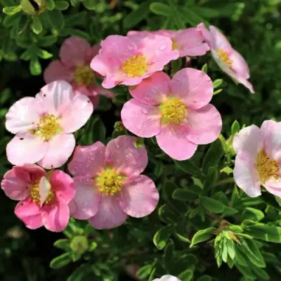 Лапчатка ЛАВЛИ ПИНК кустарниковая в Полоцке