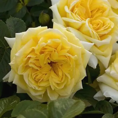 Роза НАДЯ МЕЙДИЛАНД почвопокровная в Полоцке