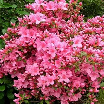 Азалия РОКОКО японская в Полоцке