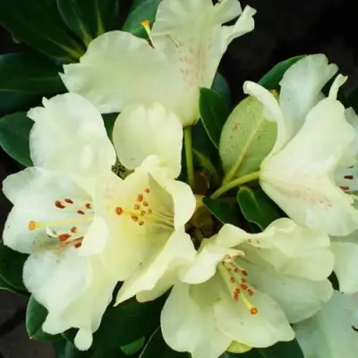 Рододендрон ГОЛДКРОН в Полоцке