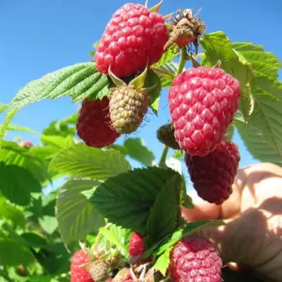 Малина ЕВРАЗИЯ в Полоцке