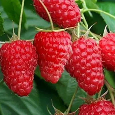 Малина КАСКАД ДЕЛАЙТ в Полоцке