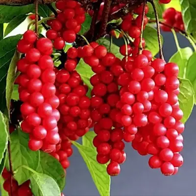 Лимонник САДОВЫЙ 1 китайский  в Полоцке