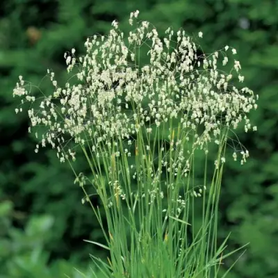 Трясунка средняя в Полоцке