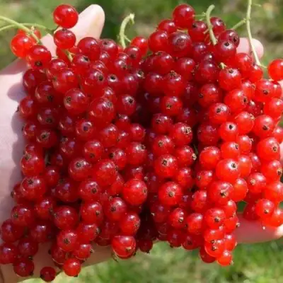 Смородина красная РЕД ПУЛ в Полоцке