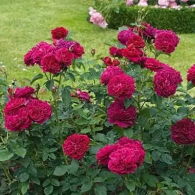 Роза МАНСТЕД ВУД английская в Полоцке