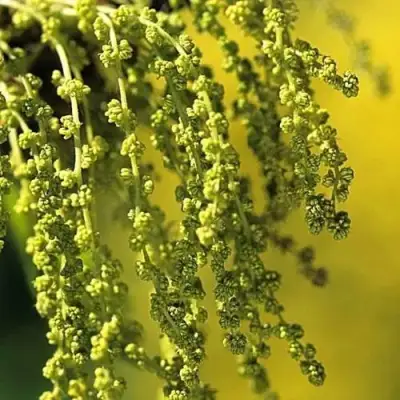 Дуб скальный в Полоцке