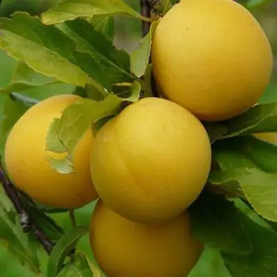 Слива СОЛНЫШКО в Полоцке