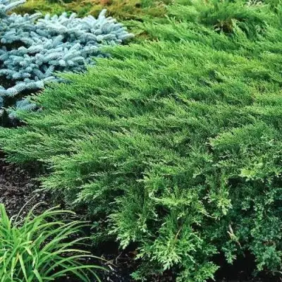 Можжевельник РОКЕРИ ДЖЕМ казацкий  в Полоцке