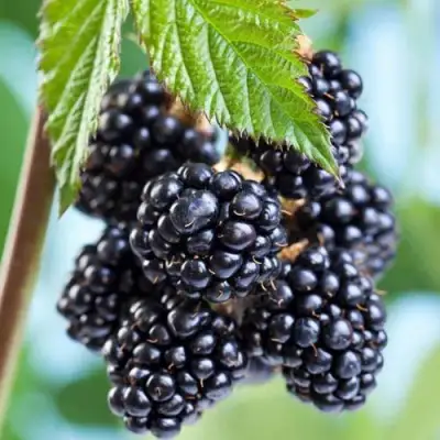 Ежевика БЛЭК САТИН бесшипная  в Полоцке