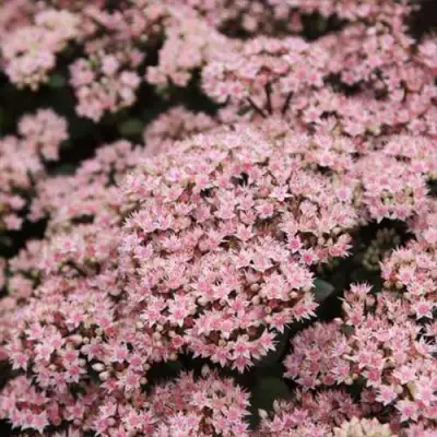 Очиток (седум) МАТРОНА в Полоцке