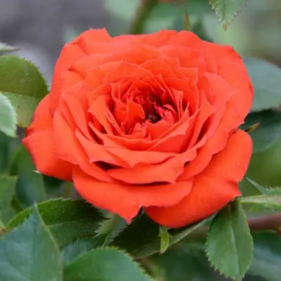 Роза ОРАНЖ ДЖЕВЕЛ миниатюрная в Полоцке