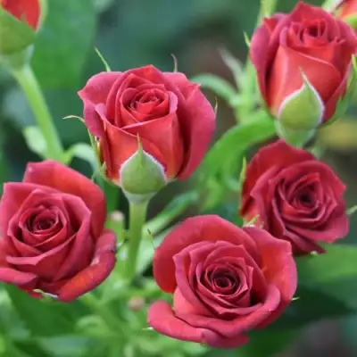 Роза ЧОКОЧИНО спрей в Полоцке