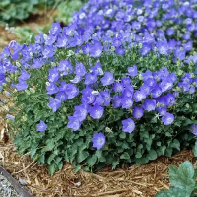 Колокольчик САНТА карпатский в Полоцке