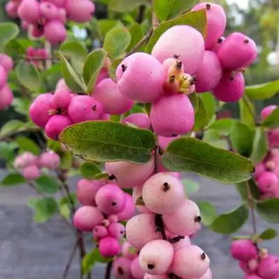 Снежноягодник ФИЕСТА БЕРРИ доренбоза в Полоцке