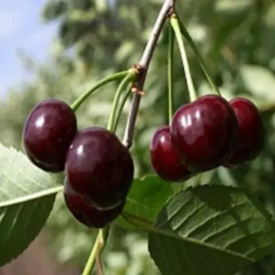 Вишня ВЛАДИМИРСКАЯ в Полоцке