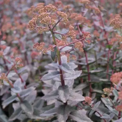 Очиток (седум) РЭЙН КСЕНОКС видный в Полоцке